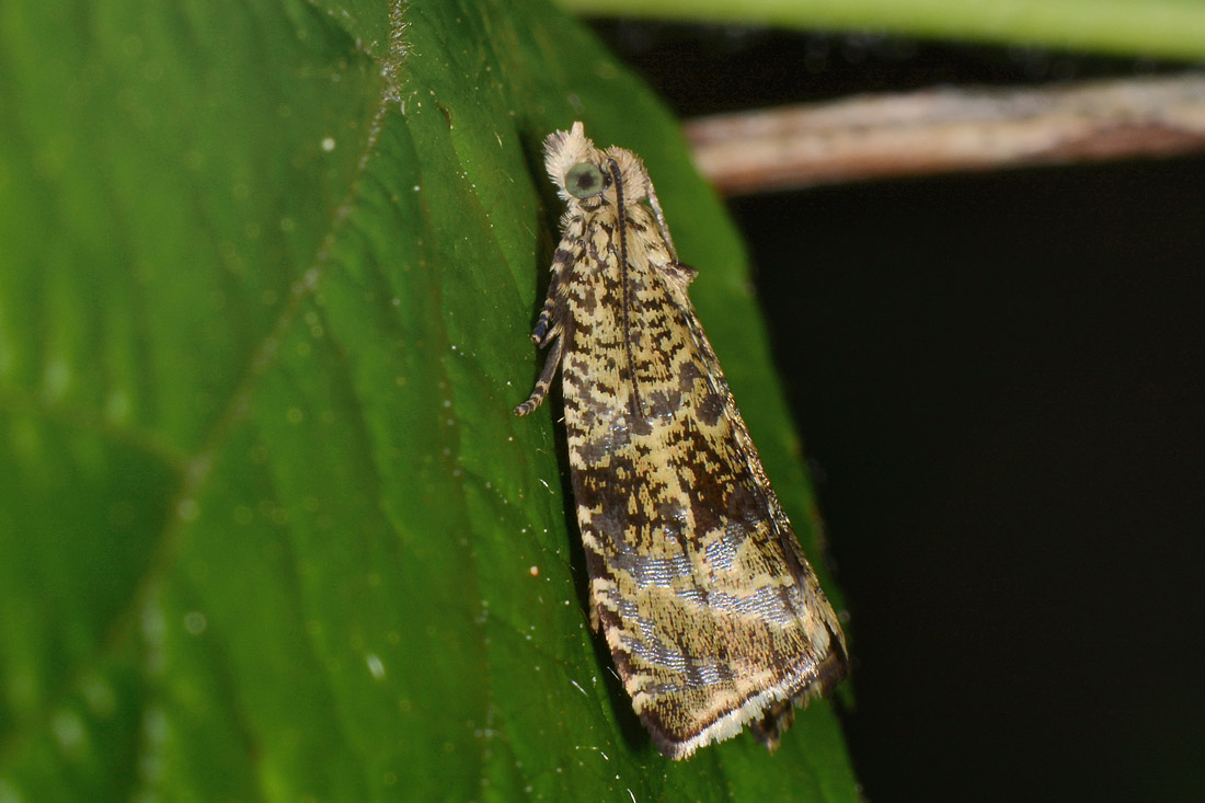 Choreutidae? No, Tortricidae: Celypha lacunana